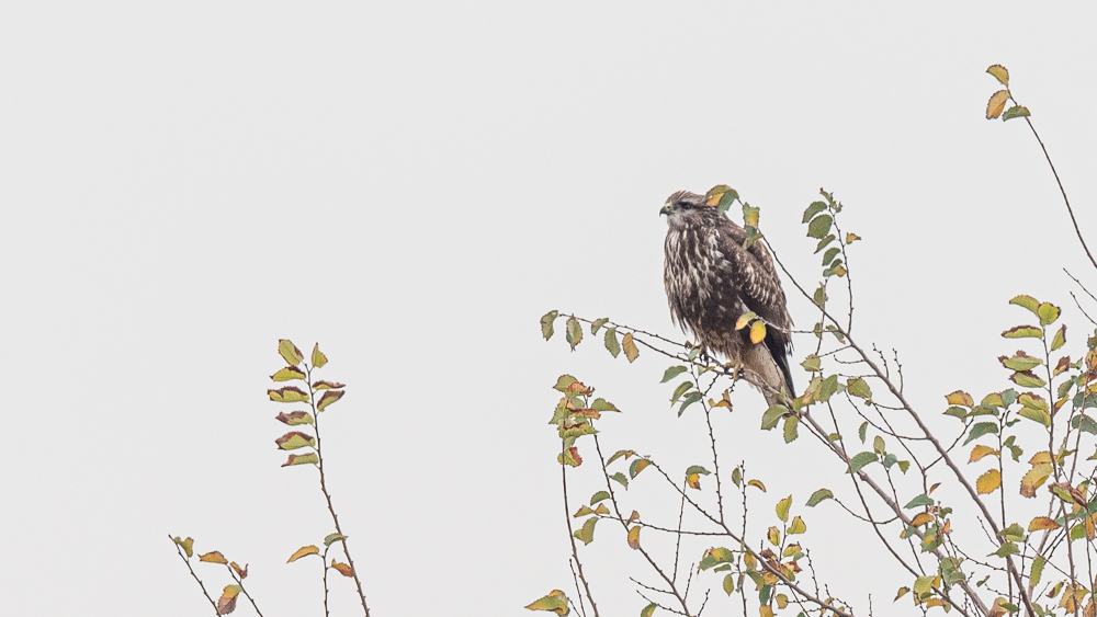 Common Buzzard