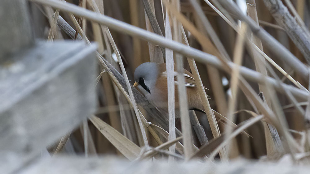 Bearded Reedling