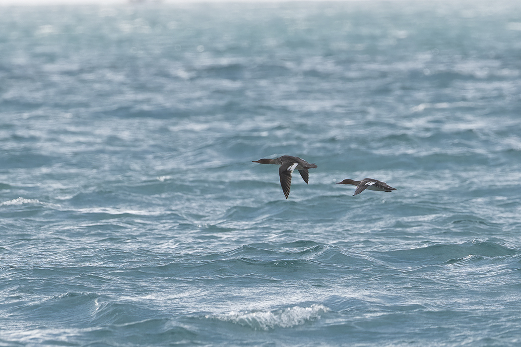 Red-breasted Merganser