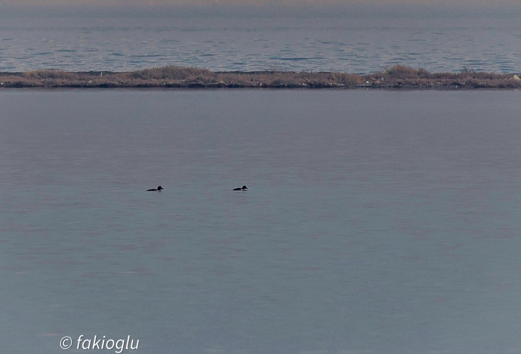 Common Goldeneye