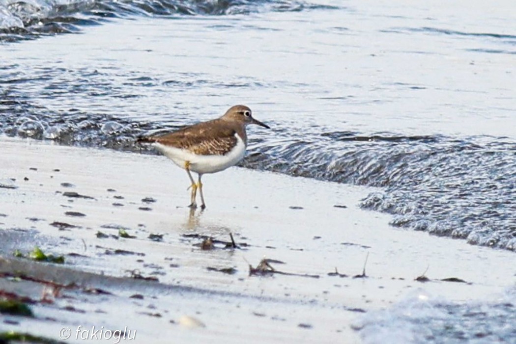 Common Sandpiper