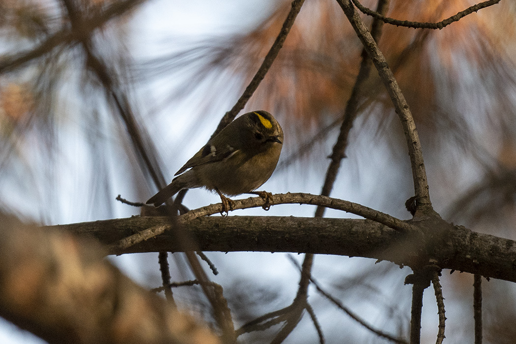 Goldcrest