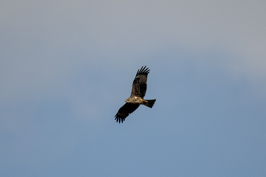 Black Kite