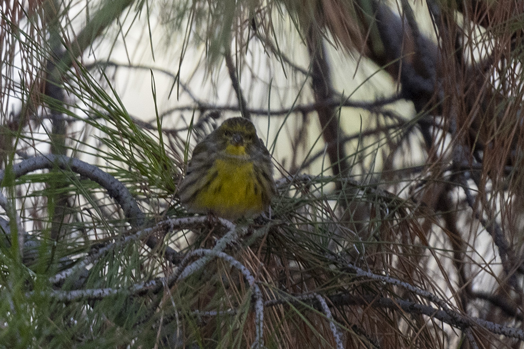 European Serin