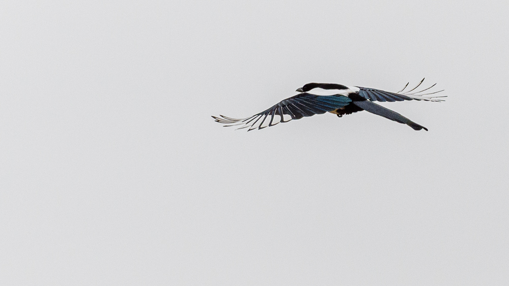 Eurasian Magpie