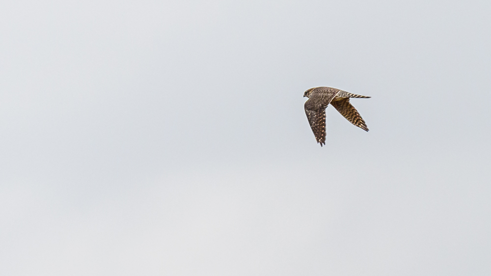 Merlin