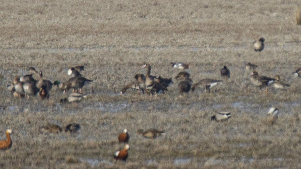 Greater White-fronted Goose
