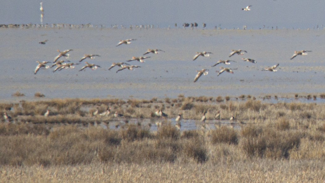 Greylag Goose