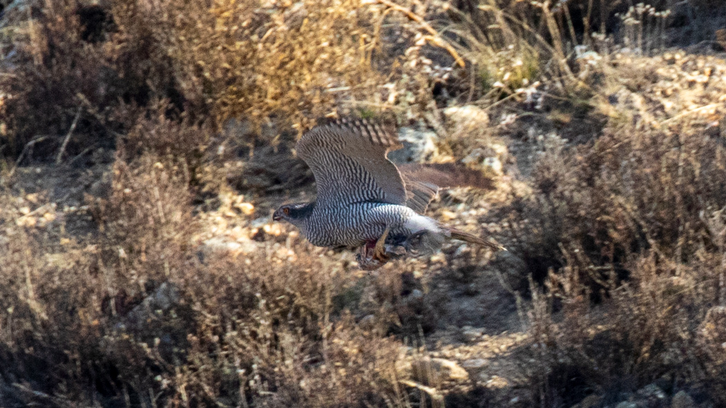 Eurasian Goshawk