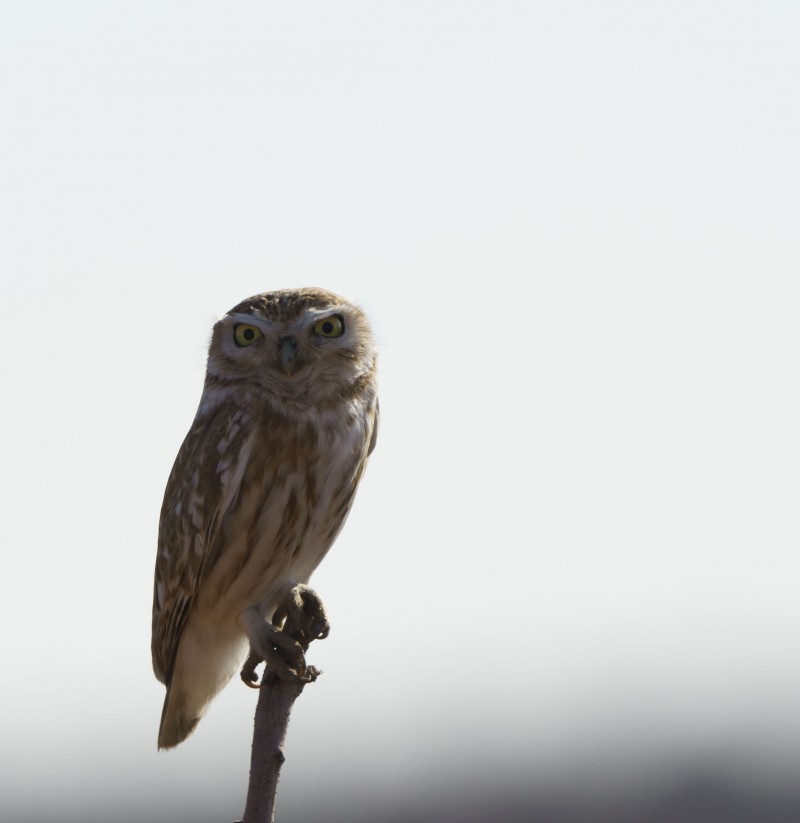 Little Owl