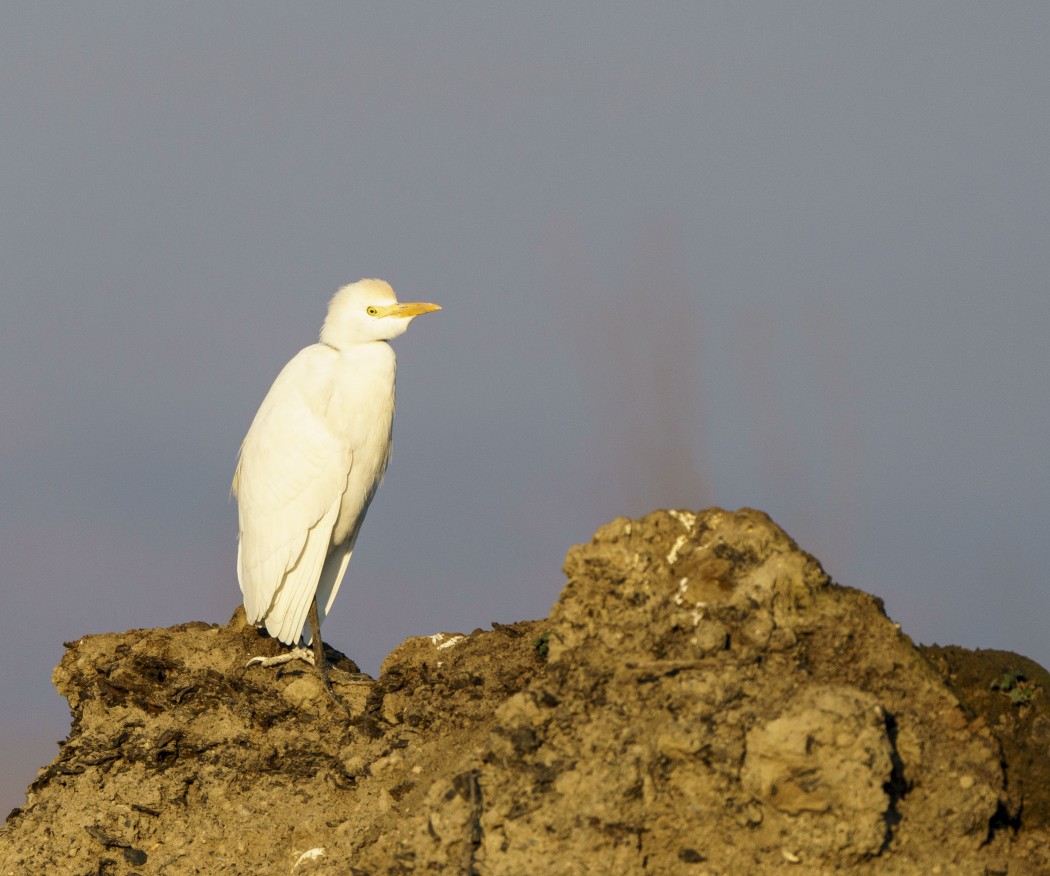 Western Cattle Egret