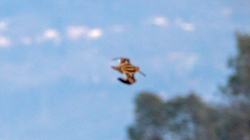 Common Snipe