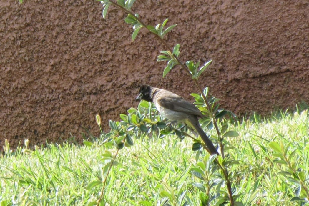 White-spectacled Bulbul