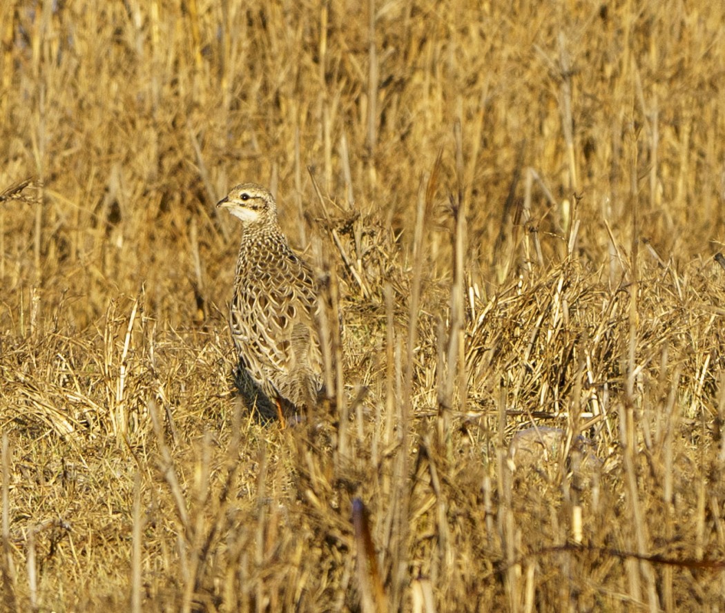 Black Francolin