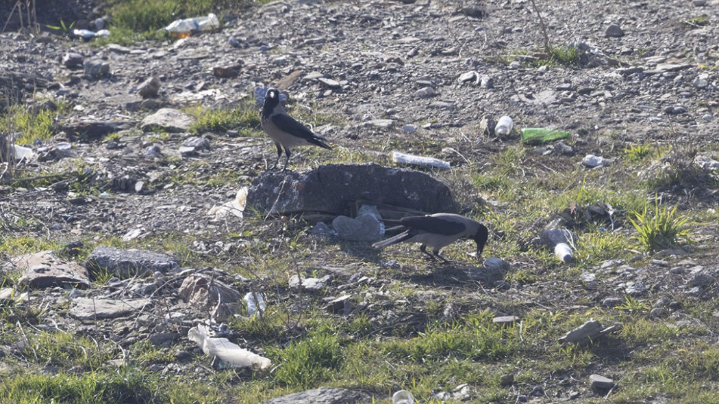 Hooded Crow