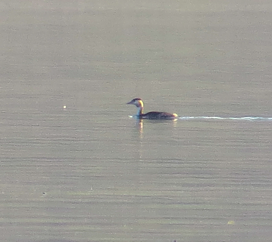 Great Crested Grebe