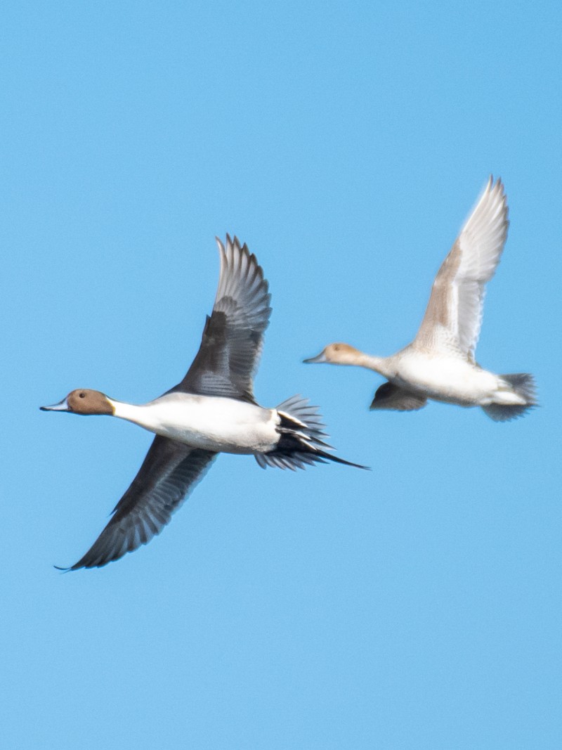 Northern Pintail