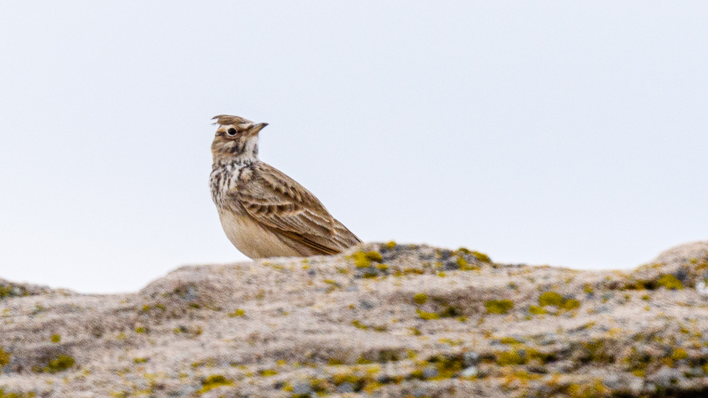 Crested Lark