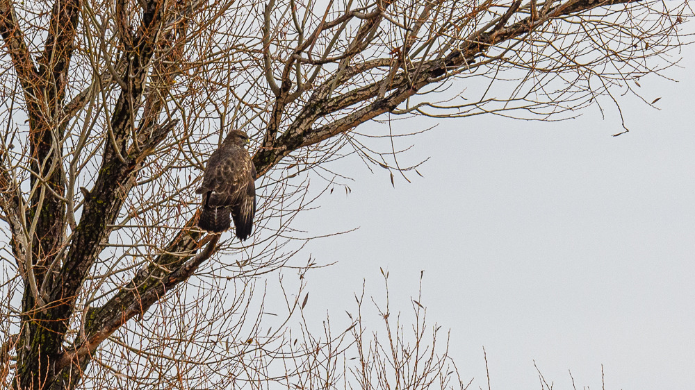 Common Buzzard
