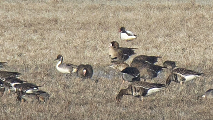 Lesser White-fronted Goose