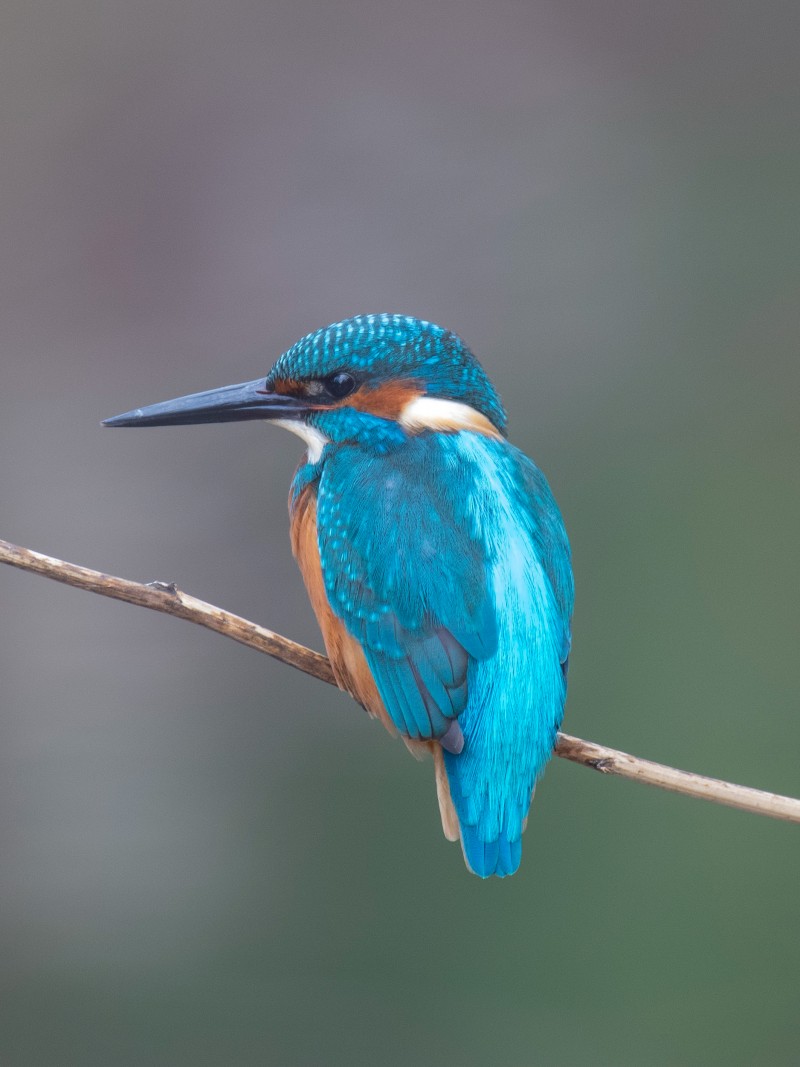 Common Kingfisher