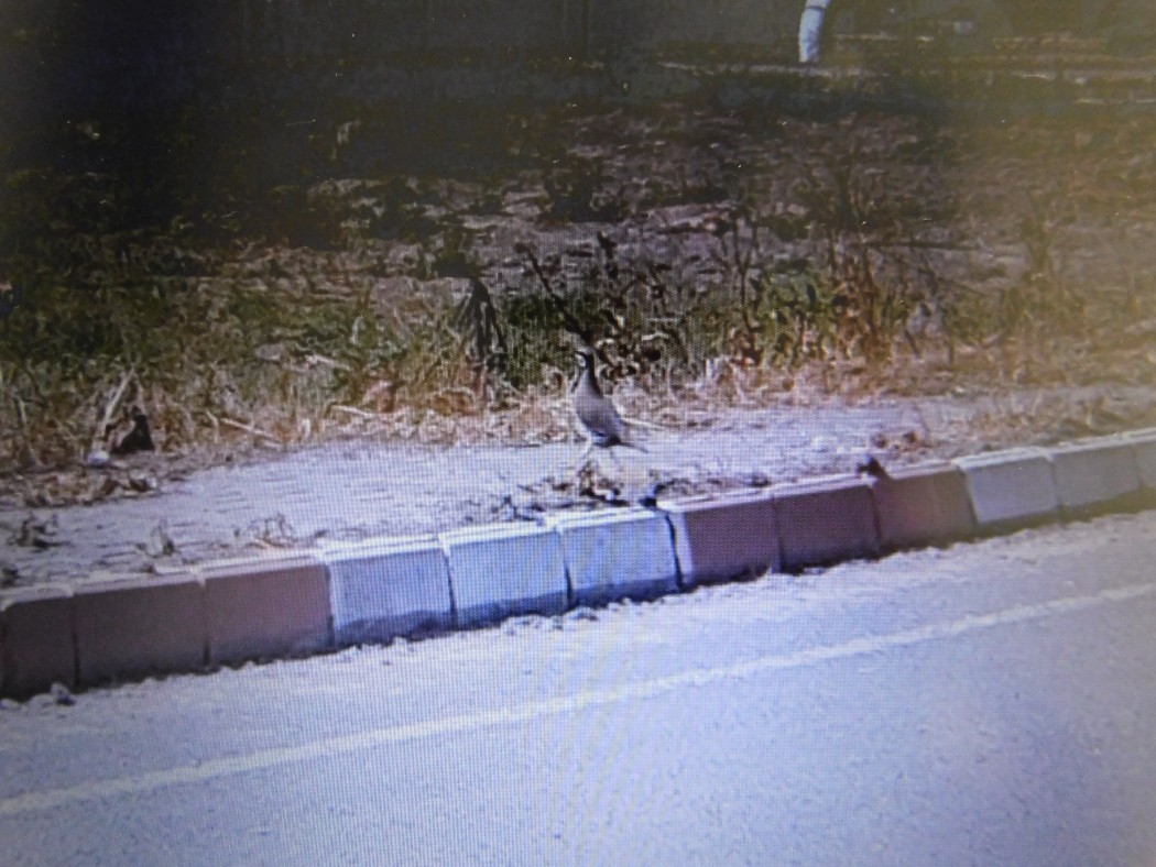 Chukar Partridge