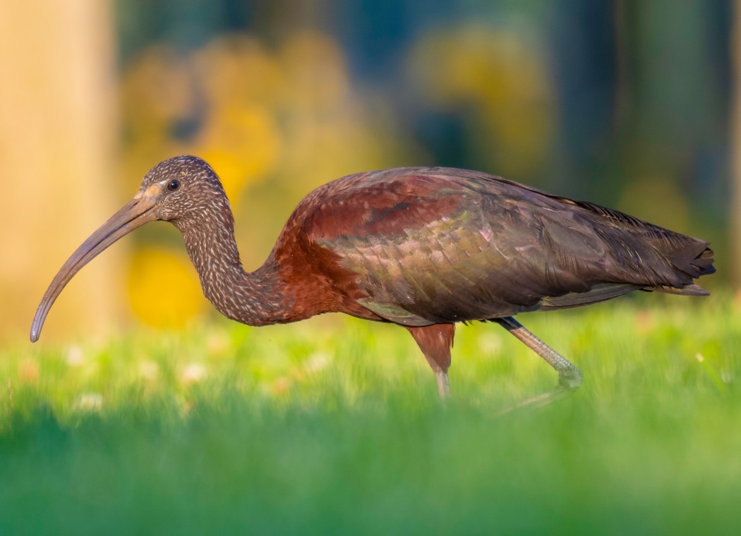 Glossy Ibis