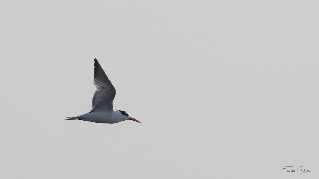 Lesser Crested Tern