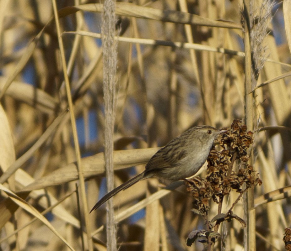 Delicate Prinia