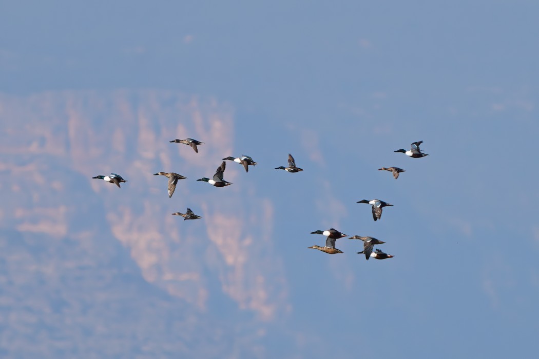 Kaşıkgaga