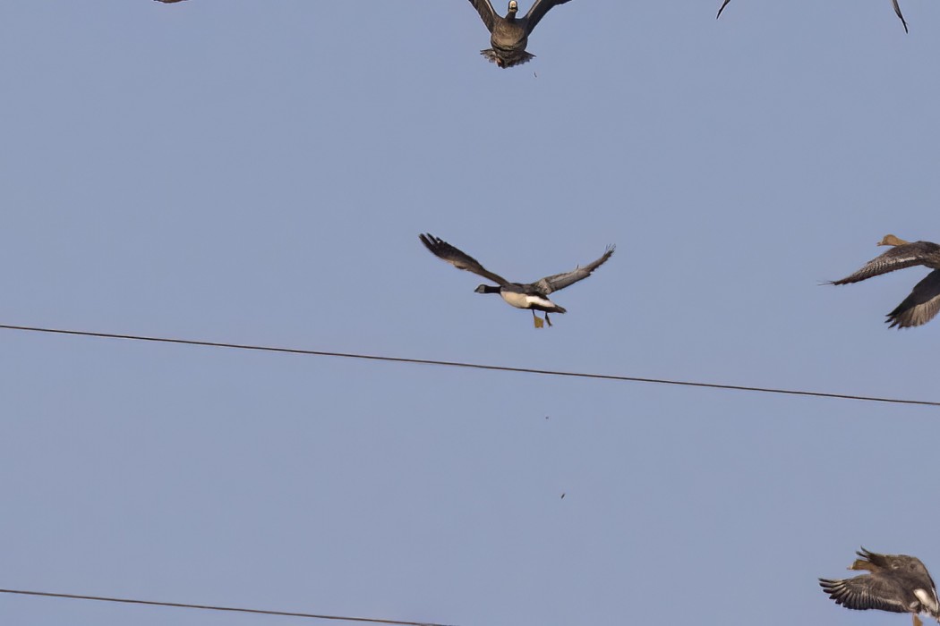 Barnacle Goose