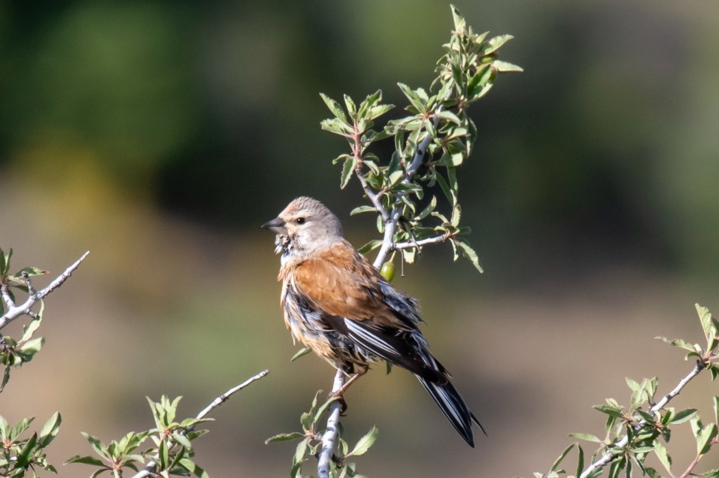 Common Linnet