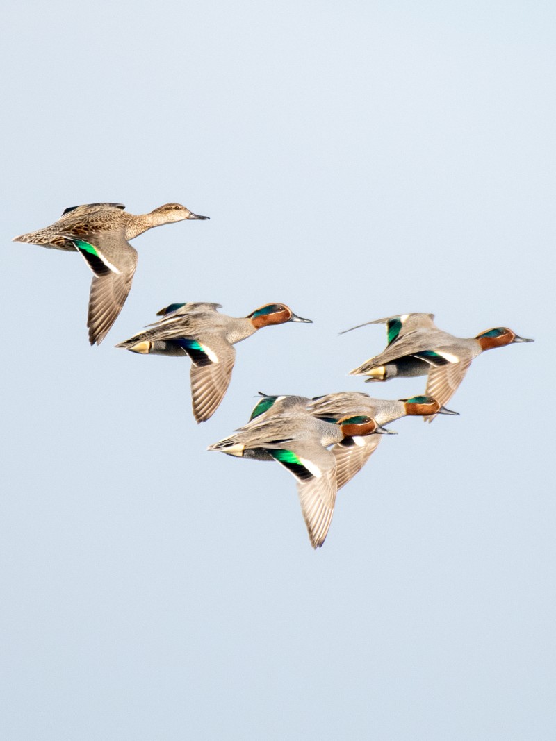 Eurasian Teal