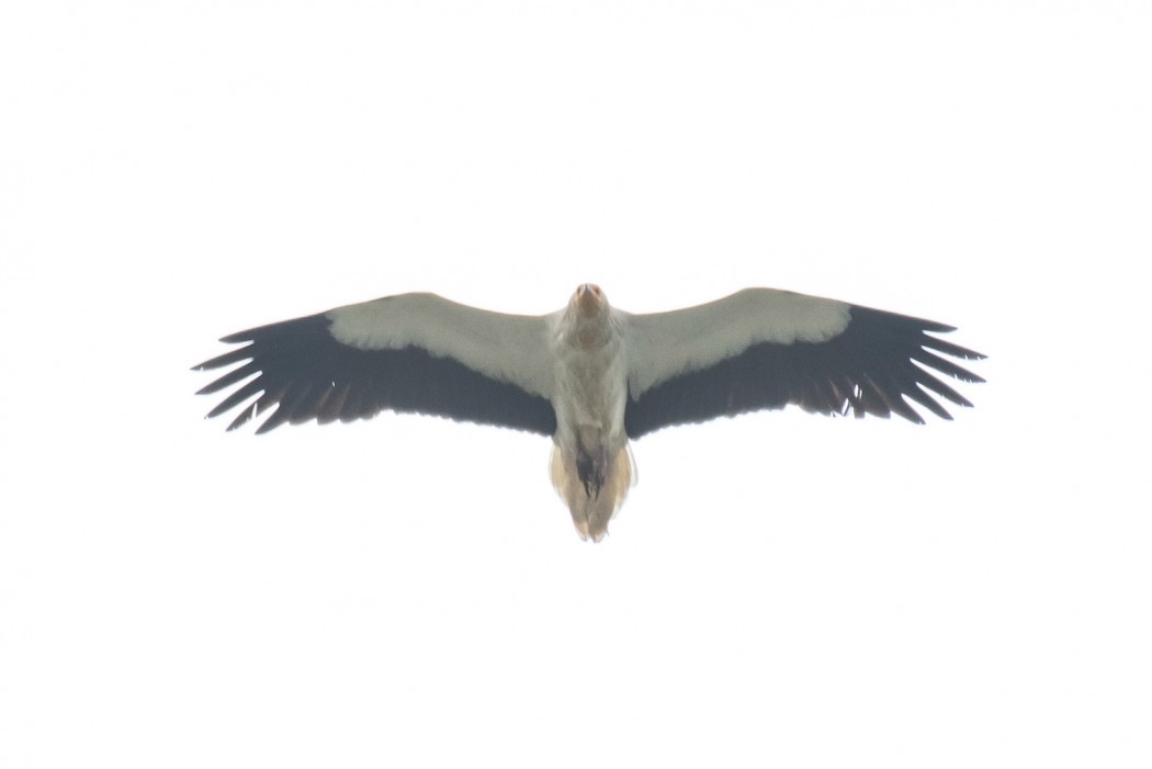 Egyptian Vulture