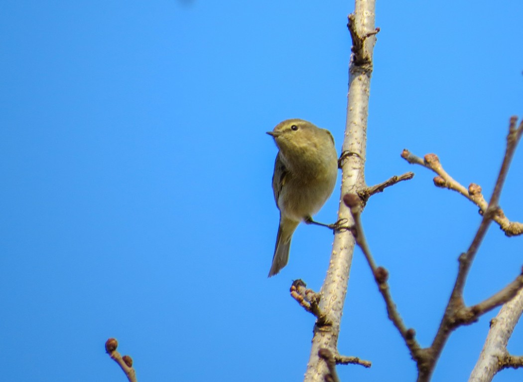Common Chiffchaff