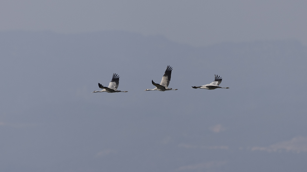 Common Crane