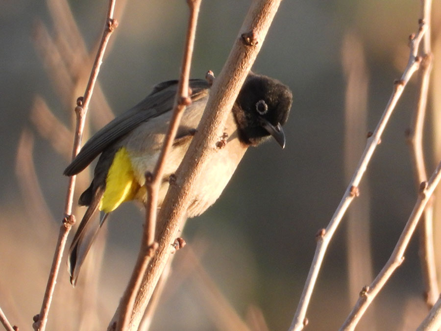 White-spectacled Bulbul