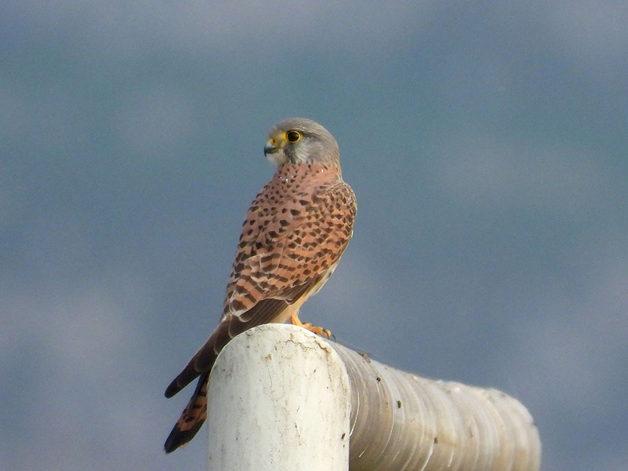 Common Kestrel