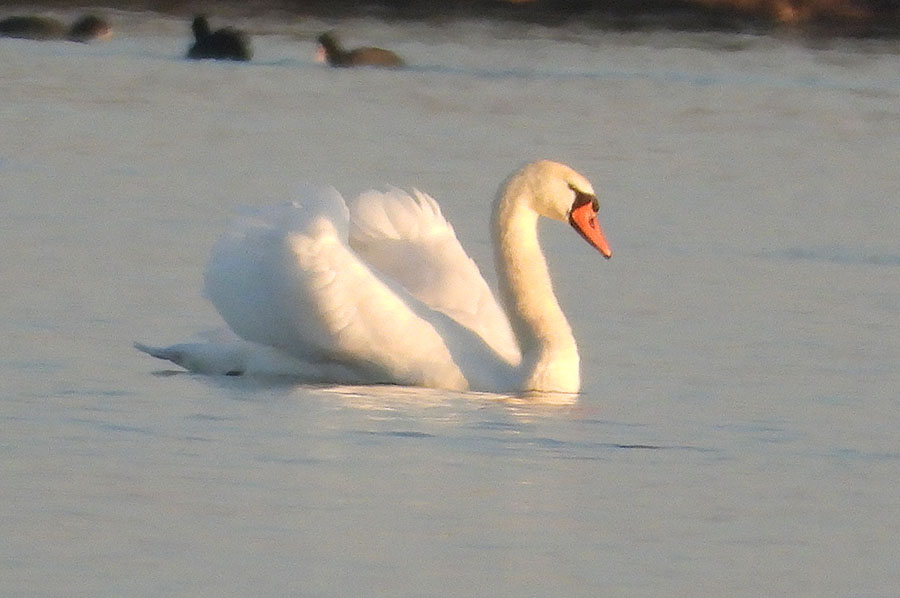 Mute Swan