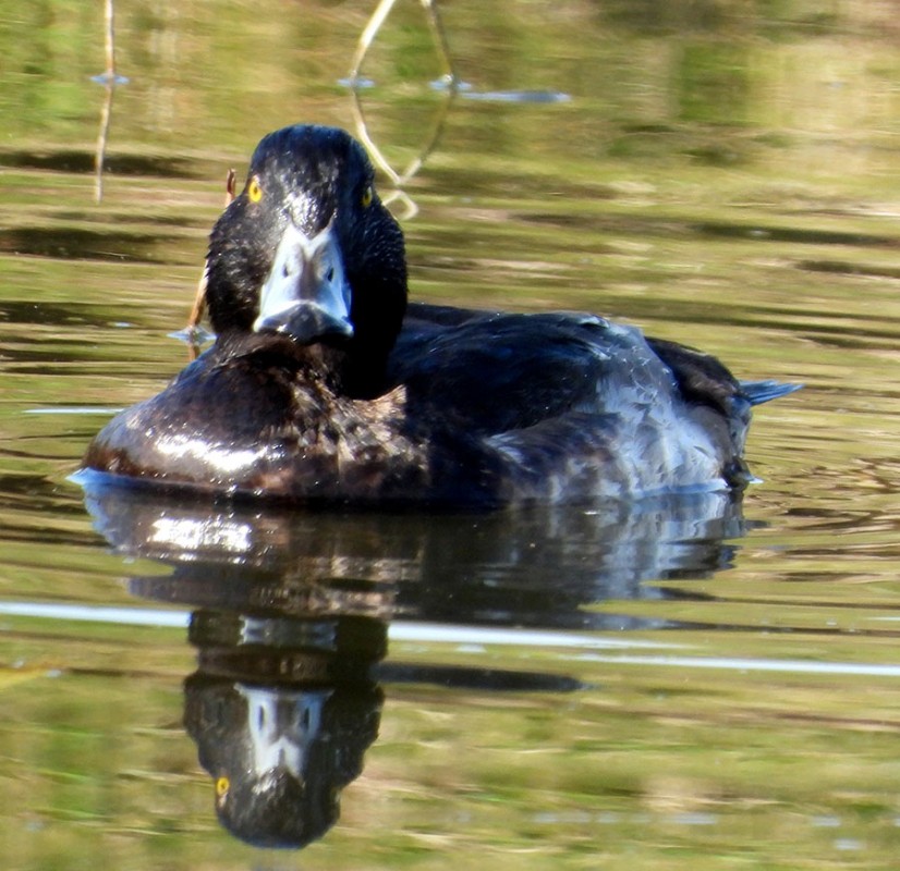 Tufted Duck