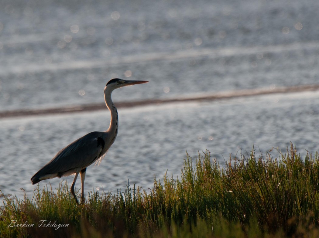 Grey Heron
