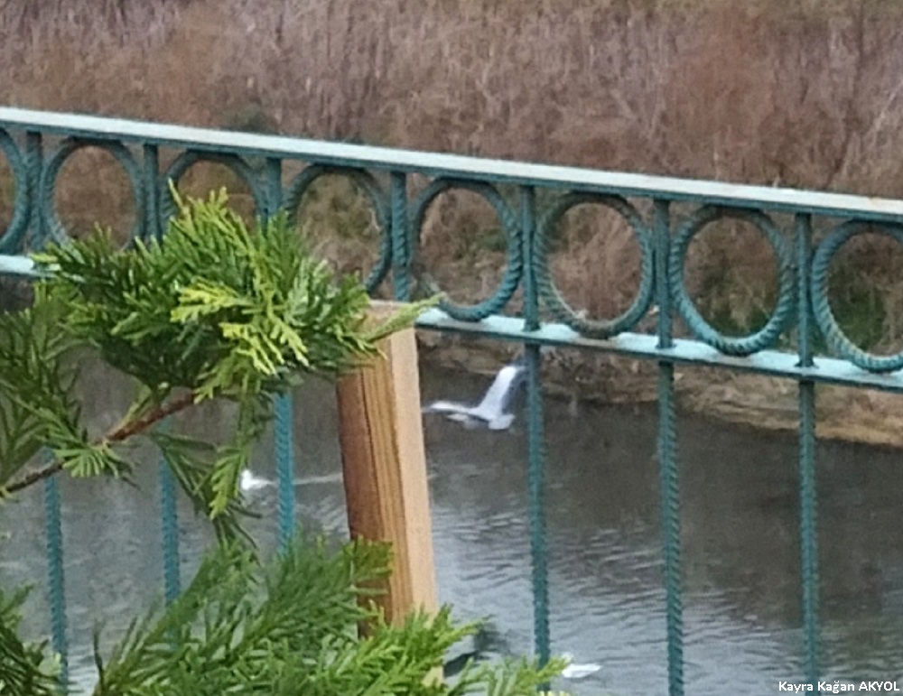Gri balıkçıl