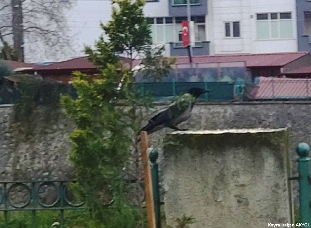 Hooded Crow