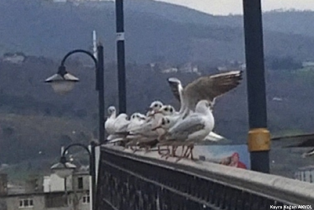 Karabaş martı