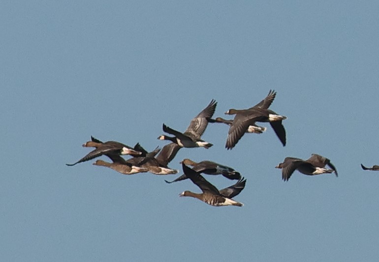 Barnacle Goose
