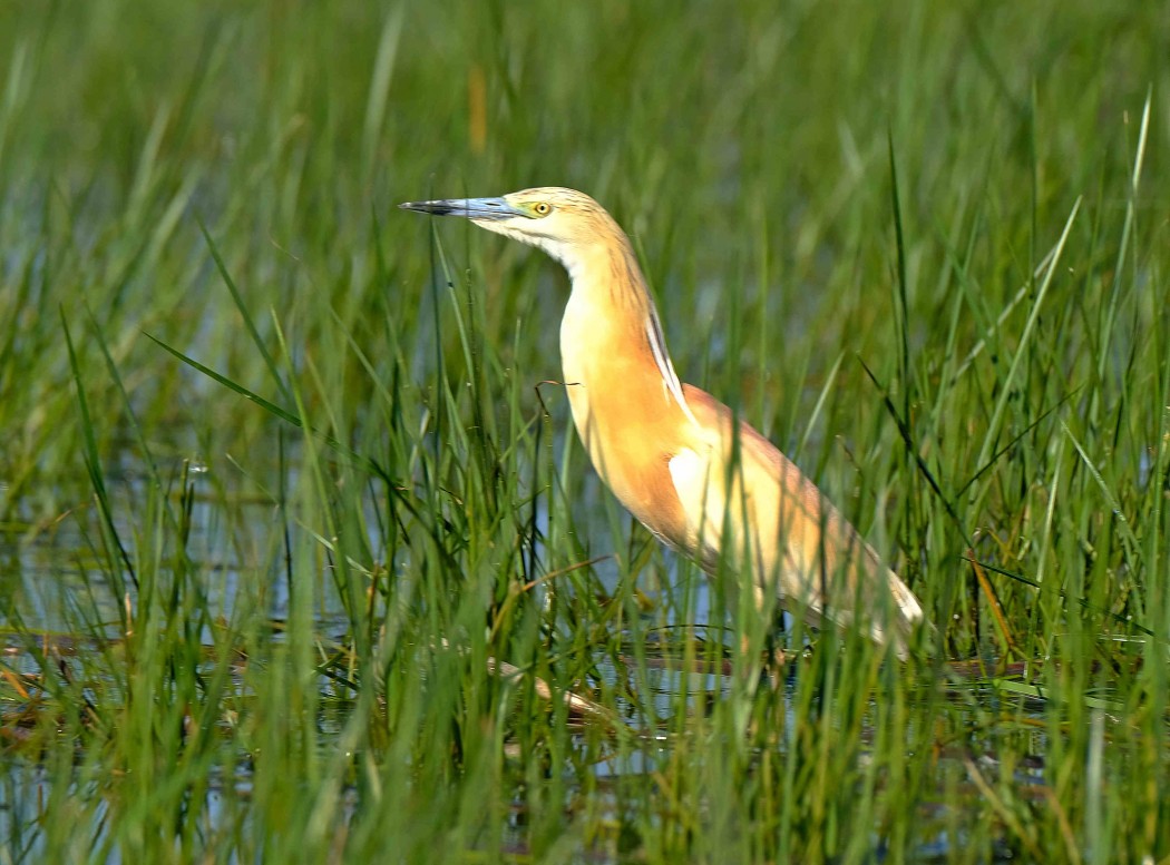 Squacco Heron