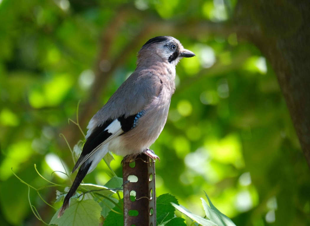 Eurasian Jay