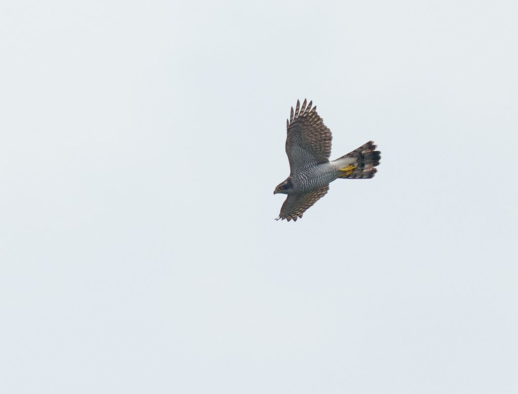 Eurasian Goshawk