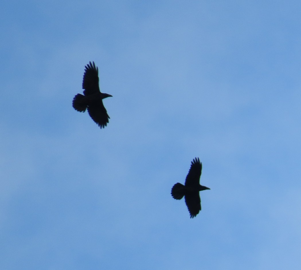 Northern Raven