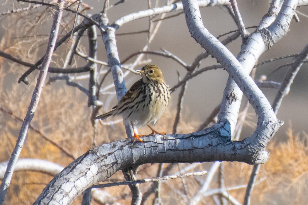 Meadow Pipit